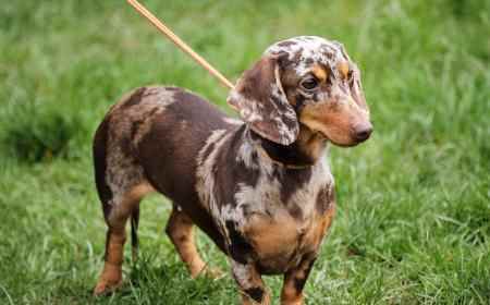 Teckel arlequín: un precioso perro salchicha con el pelo cubierto de manchas